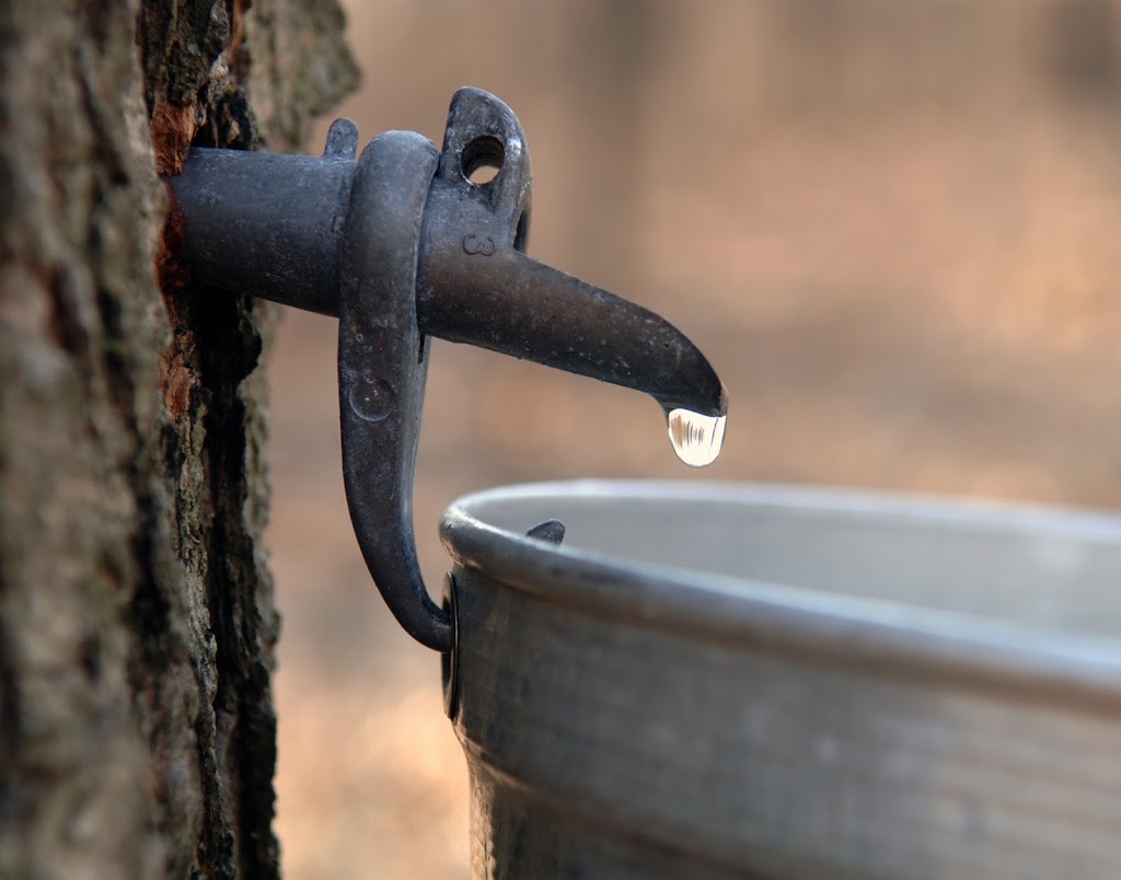 Maple Sap Collection and Syrup Processing in WV - Future Generations 